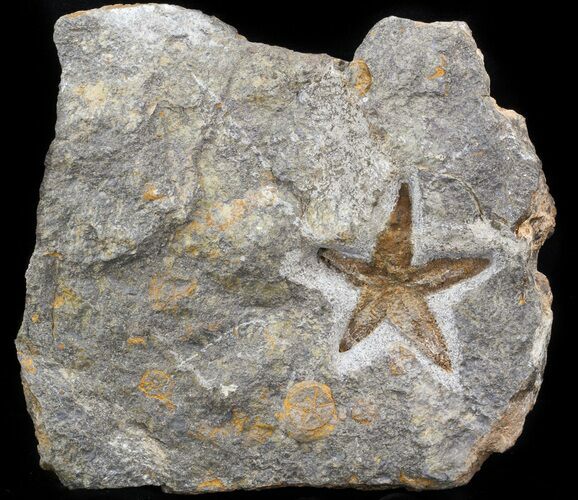 Starfish (Petraster?) & Edrioasteroids - Ordovician #41817